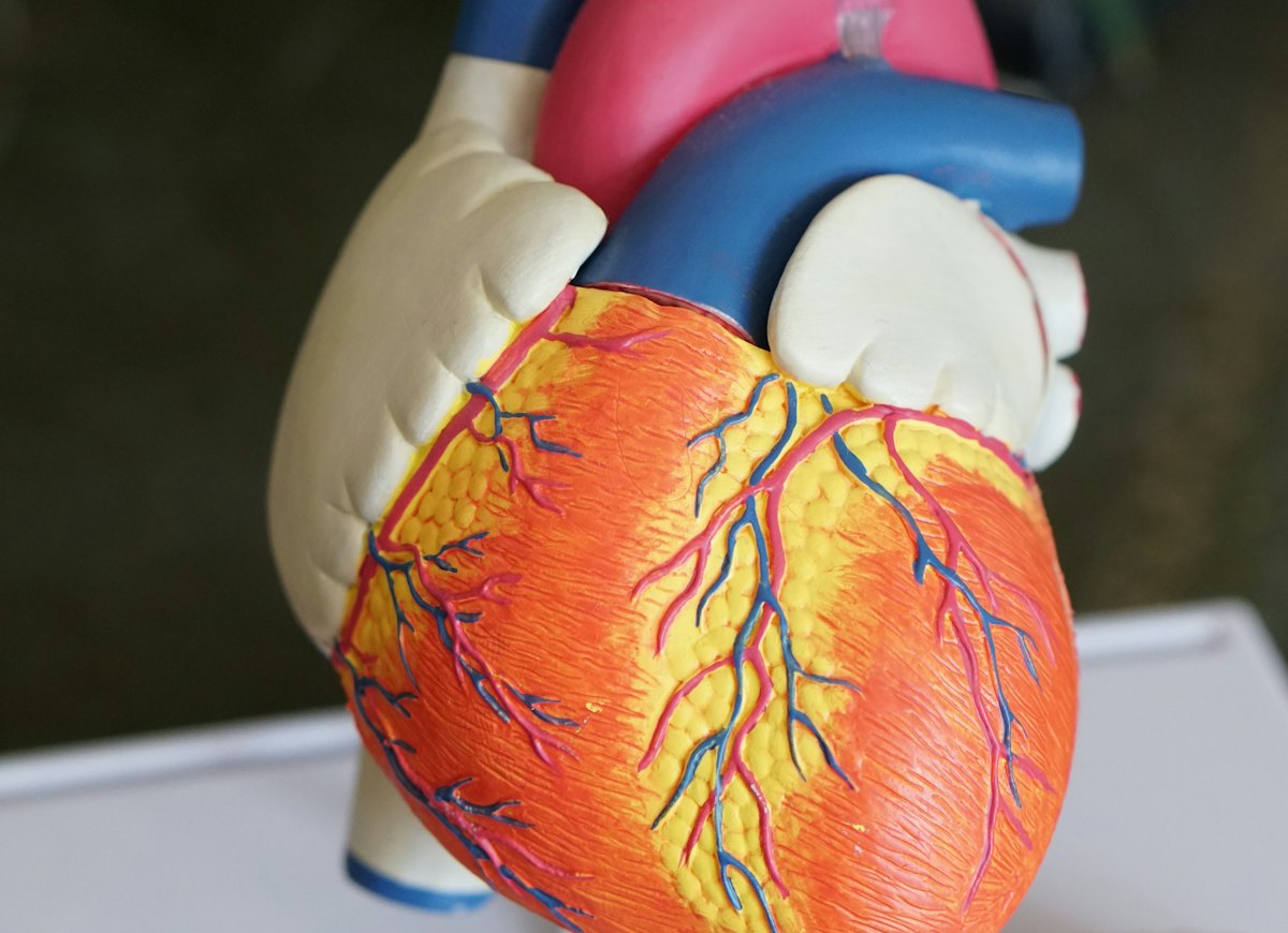 Cardiologie (photo d'illustration)